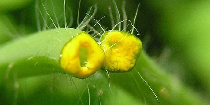 jugo de hierba de celidonia de papiloma