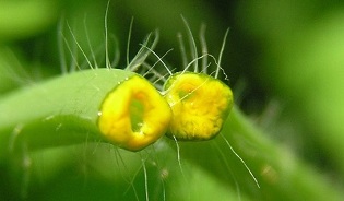 cómo deshacerse de los papilomas con celidonia