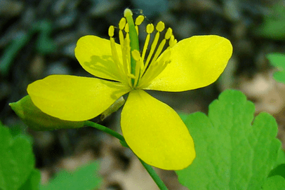 Flor de hierba celidonia para la eliminación del papiloma